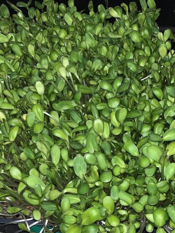 Sunflower Microgreens